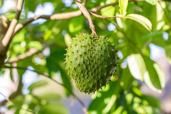 Frutas Tropicais Frescas Verdes Soursop Annona Muricata Sirsak Ainda Penduradas — Fotografia de Stock