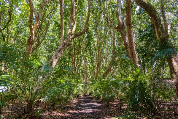 Dzsungel Erdő Sétaúttal Vadvilággal Egy Tiszta Napos Napon Zanzibár Szigetén — Stock Fotó