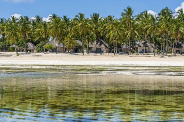 Doğu Afrika, Tanzanya 'daki Zanzibar adasında hindistan cevizi palmiyeleri olan tropik bir sahil. Seyahat ve tatil kavramı