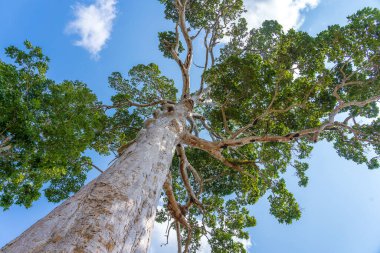 Gökyüzü arka planlı büyük tropikal ağaç, aşağıdan görünüyor. Bilimsel adı Dipterocarpus alatus veya Yang Na Yai ağacı. Koh Phangan Adası, Tayland