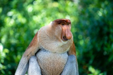 Borneo, Malezya 'nın yağmur ormanlarındaki vahşi hortumlu maymun ya da Nasalis larvası, yaklaşın.