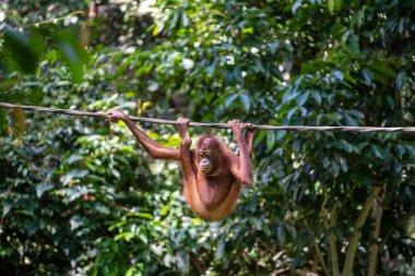Borneo, Malezya 'nın yağmur ormanlarında nesli tükenmekte olan vahşi bir orangutan yaklaşıyor. Doğada Orangutan maymunu
