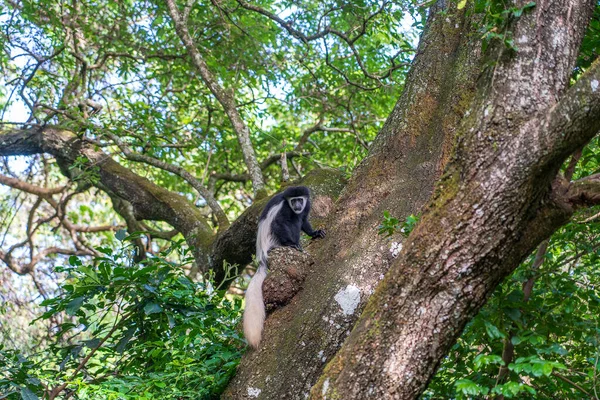 Divoký Colobus Guereza Opice Sedí Větvi Tropickém Lese Blízkosti Města — Stock fotografie