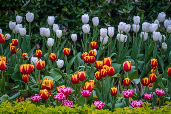 Vackra Färgglada Röda Gula Och Vita Tulpaner Bakgrund Vårblommornas Fält — Stockfoto