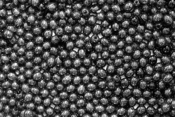 背景が黒のパパイヤの果実の種の種 クローズアップ — ストック写真