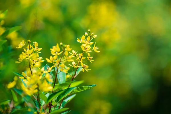 Soft Focus Close Yellow Flowers Vietnam Nature Concept — Stock Photo, Image