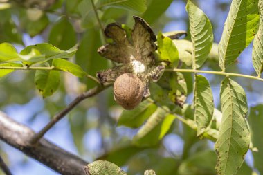 Bahçedeki ağaçta olgun, açık ceviz dalları. Meyve bahçesindeki ceviz ağacının dalında ceviz yetiştiriyorum. Yaklaş, Ukrayna.