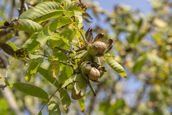 Větev Zralých Vlašských Ořechů Stromě Zahradě Pěstování Vlašských Ořechů Větvi — Stock fotografie