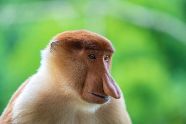 Malezya 'nın Borneo adasının yağmur ormanlarındaki vahşi Proboscis maymunu ya da Nasalis larvası ailesi, yaklaşın. Büyük burunlu harika bir maymun..