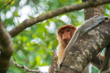Malezya 'nın Borneo adasının yağmur ormanlarındaki vahşi Proboscis maymunu ya da Nasalis larvası ailesi, yaklaşın. Büyük burunlu harika bir maymun..