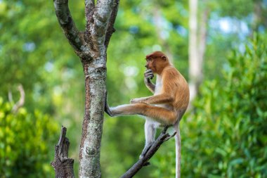 Malezya 'nın Borneo adasının yağmur ormanlarındaki vahşi Proboscis maymunu ya da Nasalis larvası ailesi, yaklaşın. Büyük burunlu harika bir maymun..
