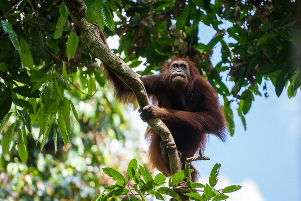 Divoký Ohrožený Orangutan Deštném Pralese Ostrova Borneo Malajsii Zblízka Pomerančový — Stock fotografie