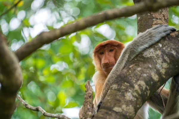 Familia Monos Probóscis Silvestres Larvas Nasalis Selva Tropical Isla Borneo — Foto de Stock