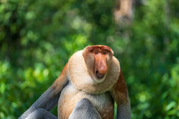 Vadon Élő Proboscis Majom Vagy Nasalis Larvatus Család Borneo Sziget — Stock Fotó