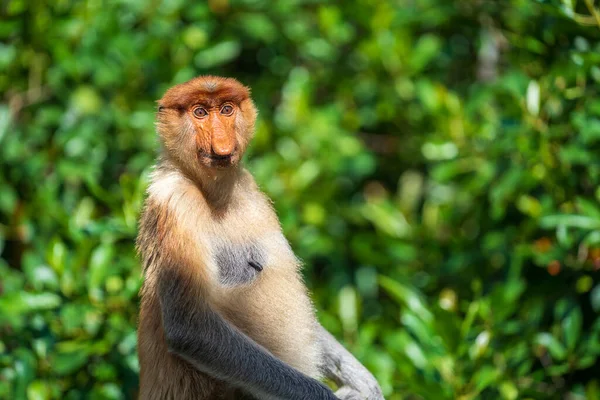 Family Wild Proboscis Monkey Nasalis Larvatus Rainforest Island Borneo Malaysia — Stock Photo, Image