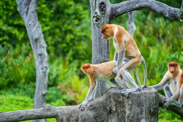 Pair Wild Proboscis Monkeys Makes Love Rainforest Island Borneo Malaysia — Stock Photo, Image