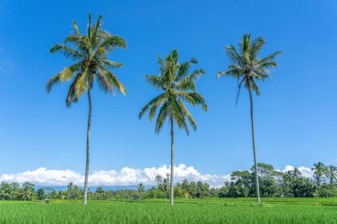 Endonezya 'nın Bali adasındaki Ubud köyü yakınlarında güneşli bir günde yeşil pirinç teraslarında üç büyük hindistan cevizi palmiyesi. Doğa ve seyahat kavramı