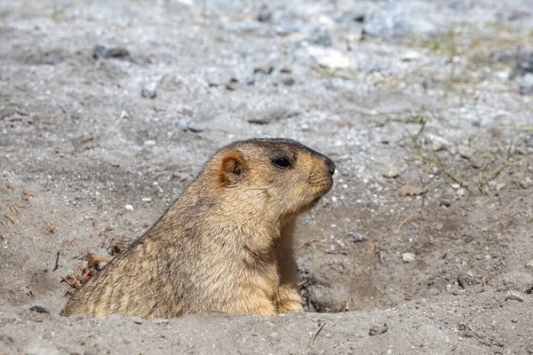 Funny Marmot Peeking Out Burrow Himalayas Mountain Ladakh Region India — Stock Photo, Image