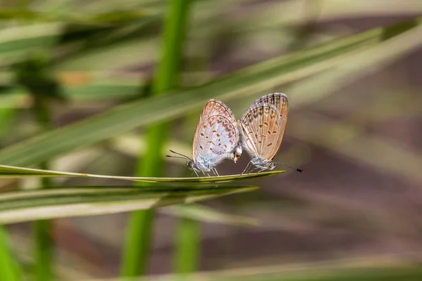 Par Parejas Mariposas Pequeñas Encaramadas Punta Una Planta Verde Acercan — Foto de Stock