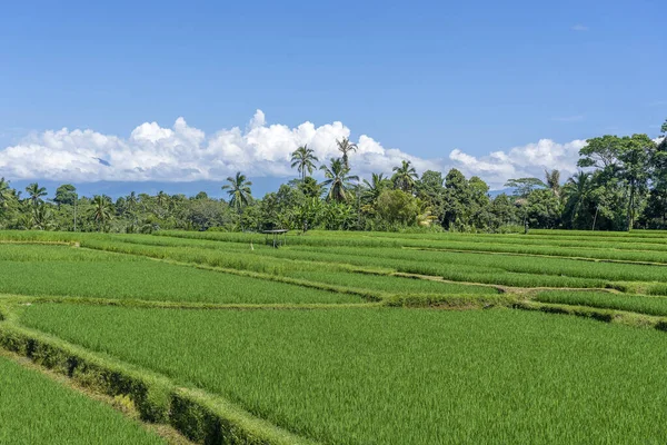 Landscape Green Rice Fields Palm Trees Sunny Day Island Bali — Stock Photo, Image