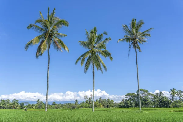 印度尼西亚巴厘岛尤巴德村附近 阳光明媚的一天 三棵大椰子树映衬着蓝天 生长在绿色稻田上 自然与旅行概念 — 图库照片