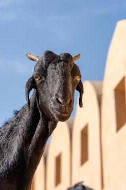 Jaipur, Rajasthan, Hindistan 'daki Amber Kalesi' nde siyah renkli keçi. Kapat.