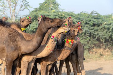 Hindistan 'ın kutsal şehri Pushkar, Rajasthan yakınlarındaki yıllık Pushkar Deve Fuarı sırasında Thar çölünde büyük bir deve sürüsü. Bu fuar dünyanın en büyük deve ticaret fuarı.