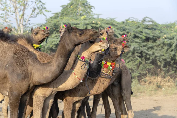 Grande Rebanho Camelos Deserto Thar Durante Anual Pushkar Camel Fair — Fotografia de Stock