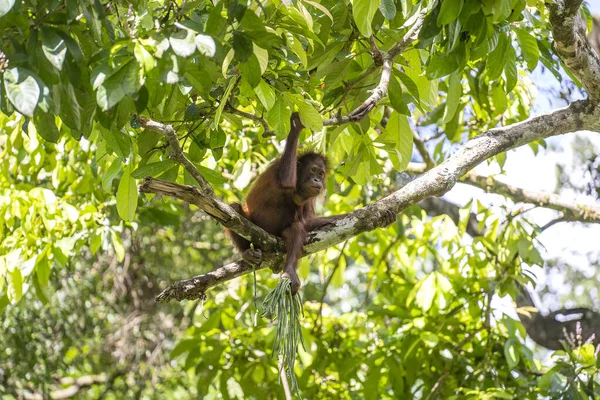 Orangotango Selvagem Perigo Floresta Tropical Ilha Bornéu Malásia Perto Macaco — Fotografia de Stock