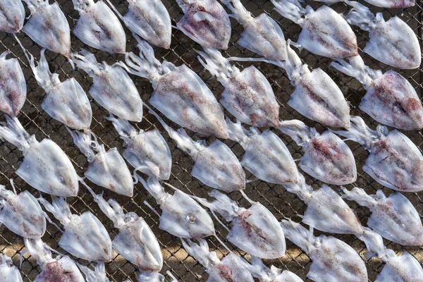 Tayland Koh Phangan Adasında Taze Mürekkep Balıkları Kurutulur — Stok fotoğraf