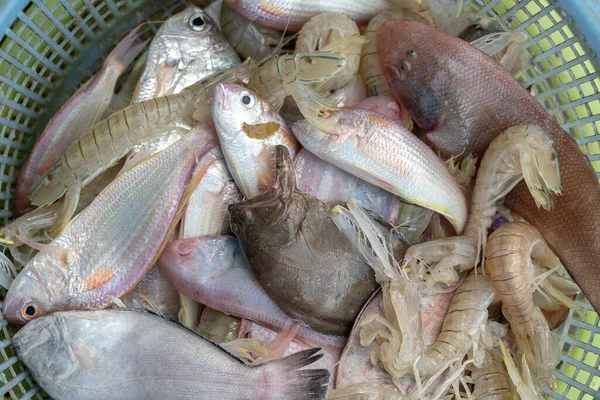 Camarões Frescos Mar Peixes Mercado Rua Tailândia Conceito Marisco Camarão — Fotografia de Stock