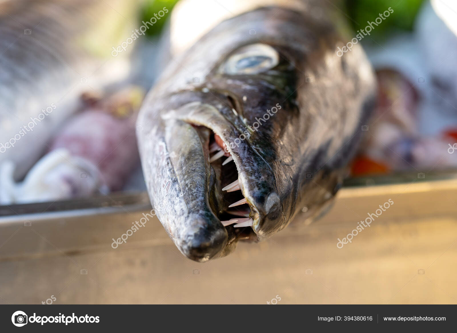 Close Barracuda Teeth Sea Fresh Fish Barracuda Street Food Market