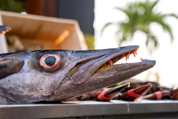 Avvicinati Denti Barracuda Barracuda Pesce Fresco Mare Mercato Alimentare Strada — Foto Stock