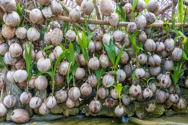 Wall Old Coconuts Tropical Beach Paradise Island Koh Phangan Thailand — Stock Photo, Image