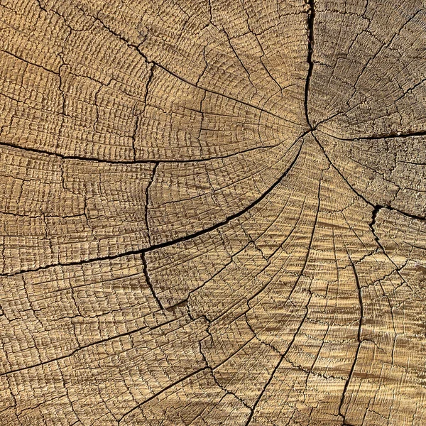 Close Macro View End Cut Wood Tree Section Cracks Annual — Stock Photo, Image