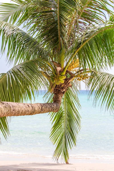 Green Leaves Nuts Coconut Palm Tree Sea Water Tropical Beach — Stock Photo, Image
