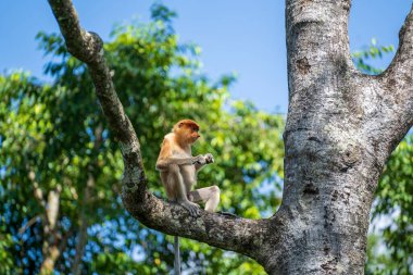 Borneo, Malezya 'nın yağmur ormanlarındaki vahşi hortumlu maymun ya da Nasalis larvası, yaklaşın.