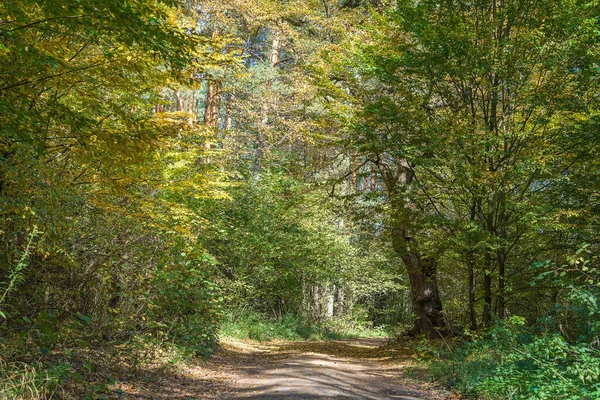 Sonbaharda Ormanın Ortasında Bir Yolun Alçak Açılı Görüntüsü Ağaçlar Sonbaharda — Stok fotoğraf