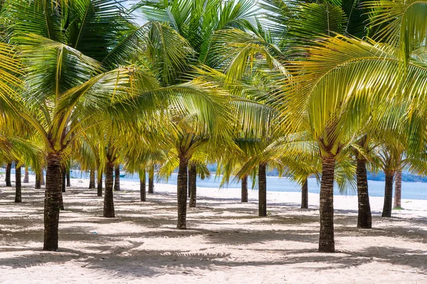 Grüne Kokospalmen Weißen Sandstrand Der Nähe Des Südchinesischen Meeres Auf — Stockfoto