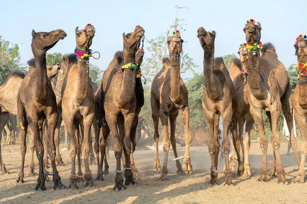 Gran Manada Camellos Desierto Thar Durante Feria Anual Camellos Pushkar — Foto de Stock