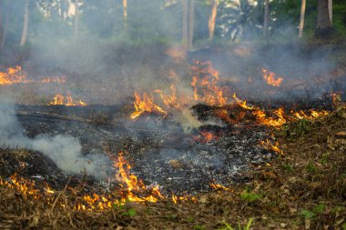 Koh Phangan, Tayland 'daki tropikal ormanda çalı yangını. Yaklaş. Palmiye ağacı yangını, gündüz orman yangını.