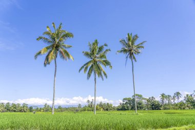 Endonezya 'nın Bali adasındaki Ubud köyü yakınlarında güneşli bir günde yeşil pirinç teraslarında üç büyük hindistan cevizi palmiyesi. Doğa ve seyahat kavramı