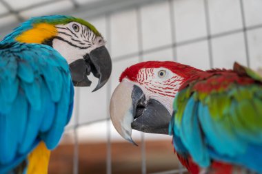 Blue and yellow macaw parrot and red macaw parrot, close up clipart