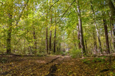 Sonbaharda ormanın ortasında bir yolun alçak açılı görüntüsü. Ağaçlar sonbaharda bir yolun üzerinde tünel oluşturuyorlar. Ukrayna