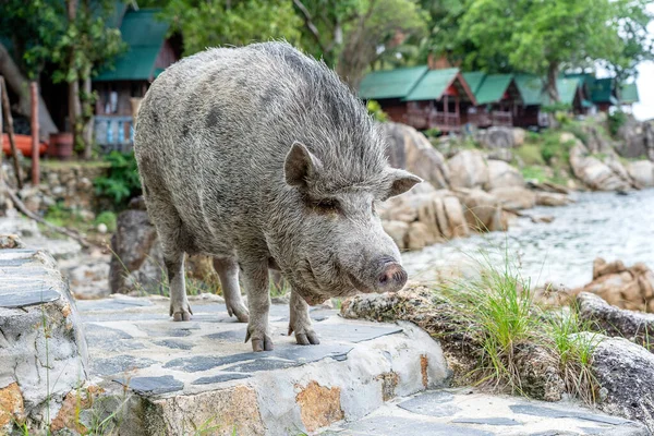 Großes Schwein Der Nähe Des Strandcafés Auf Der Insel Koh — Stockfoto