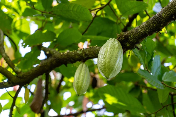 Grãos Cacau Verde Árvore Indonésia Close — Fotografia de Stock