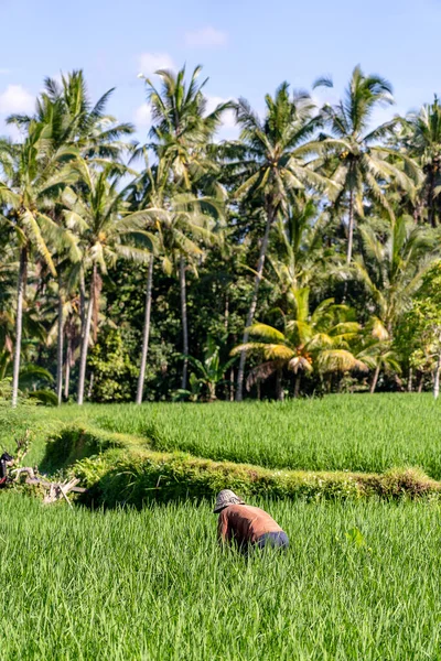 Oude Mannelijke Boer Een Strohoed Aan Het Werk Een Groene — Stockfoto