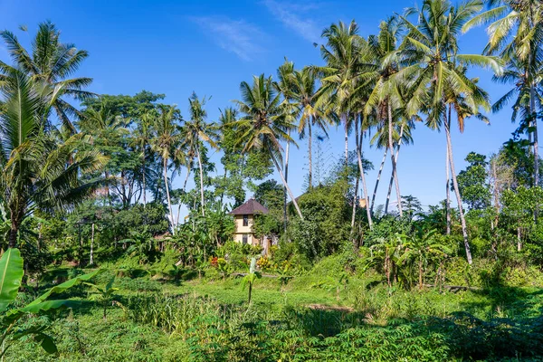 Krajobraz Zieloną Palmą Kamiennym Domem Słoneczny Dzień Ubud Bali Island — Zdjęcie stockowe