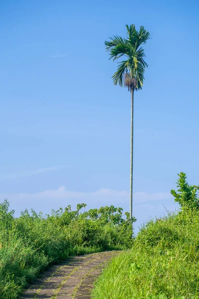 在印度尼西亚巴厘岛乌布德市外的坎普汉山脊上 游客和棕榈树漫步在人行道上 阳光明媚的日子里 在多彩的草地上的石子路上 山坡上的谷地长满了绿草 — 图库照片