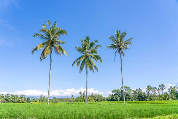印度尼西亚巴厘岛尤巴德村附近 阳光明媚的一天 三棵大椰子树映衬着蓝天 生长在绿色稻田上 自然与旅行概念 — 图库照片